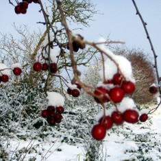 The SINC in Winter