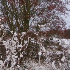 The SINC in Winter