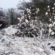 The SINC in Winter