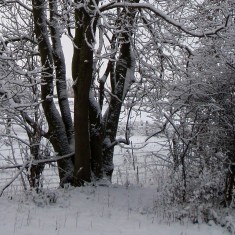 The SINC in Winter