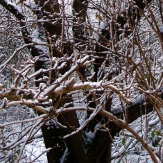 The SINC in Winter