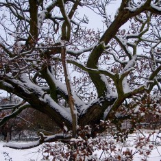 The SINC in Winter
