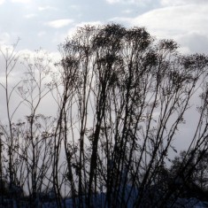 The SINC in Winter