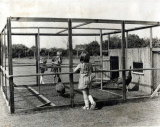 The school peacocks and some young admirers.