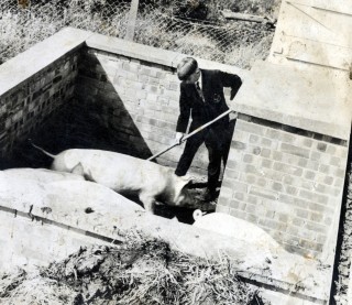 A student working with the pigs at Bottesford Secondary School