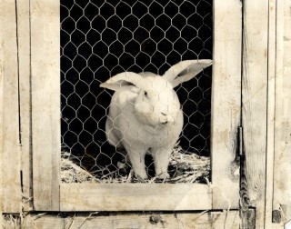 A school rabbbit gazes from its hutch.