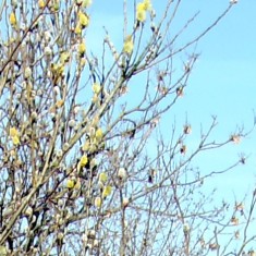 Supra Pussy Willow