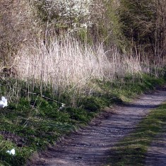 Supra In early April only the Blackthorn and a few stray daffodils are in bloom along the track.