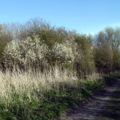 Most of the trees in the area are thorn or elder