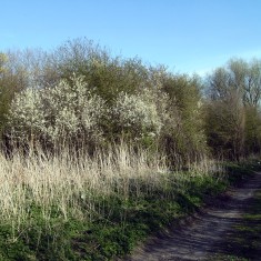 Supra Most of the trees in the area are thorn or elder