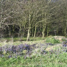 Supra Thicket boardering the Railway Line