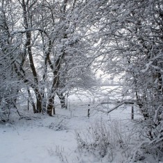 OLYMPUS DIGITAL CAMERA In the woods