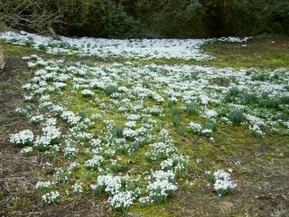 Snowdrops in a Bottesford garden