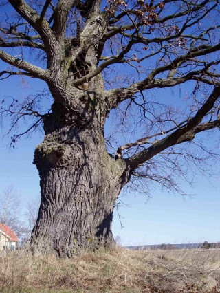 Tree2 Genealogical enquiries with Bottesford links