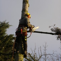 OLYMPUS DIGITAL CAMERA Tree felling on Normanton Lane