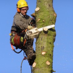 OLYMPUS DIGITAL CAMERA Tree felling on Normanton Lane