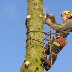 OLYMPUS DIGITAL CAMERA Tree felling on Normanton Lane