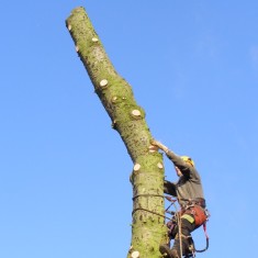 Tree felling on Normanton Lane