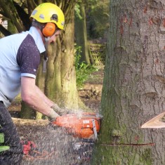 OLYMPUS DIGITAL CAMERA Tree felling on Normanton Lane