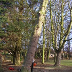 OLYMPUS DIGITAL CAMERA Tree felling on Normanton Lane