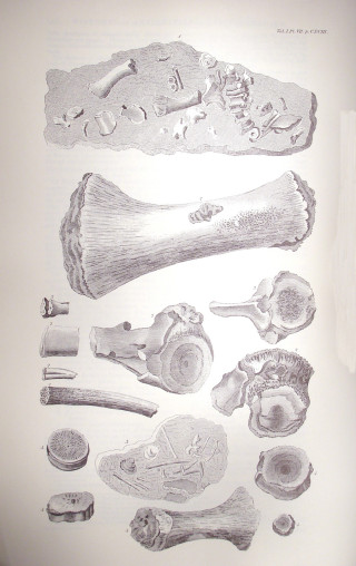 Plate VII from Crabbe's Natural History of the Vale of Belvoir Plate VII from Crabbe's Natural History of Belvoir - drawn by the illustrator and engraver Schnebberlie working from specimens in William Mounsey's natural history collection. | Neil Fortey