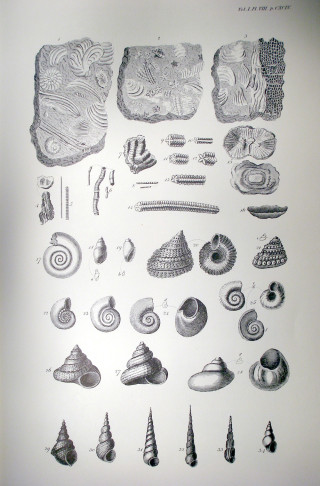 Plate VIII from Crabbe's Natural History of the Vale of Belvoir Plate VIII from Crabbe's Natural History of Belvoir - drawn by the illustrator and engraver Schnebberlie working from specimens in William Mounsey's natural history collection. | Neil Fortey