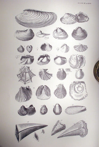Plate IX from Crabbe's Natural History of Belvoir Plate IX from Crabbe's Natural History of Belvoir - drawn by the illustrator and engraver Schnebberlie working from specimens in William Mounsey's natural history collection. | Neil Fortey
