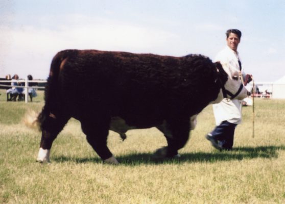 Mr Cooke, displaying pedigree bull