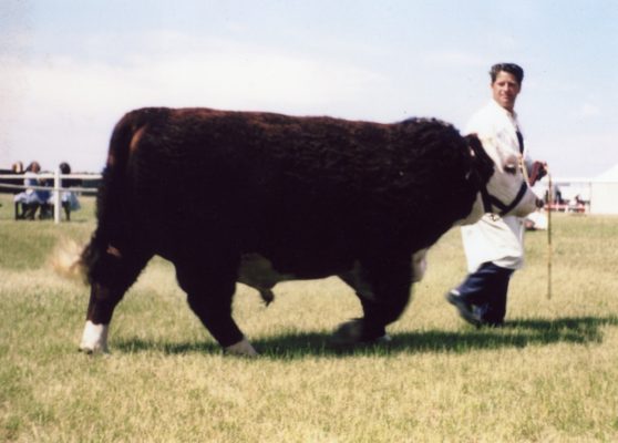 BOT035_011_PET_Cook_03 Mr Cooke, displaying pedigree bull