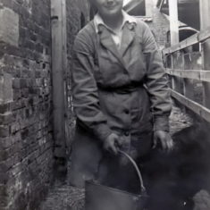 Jean feeding a calf in Len Palmer's dairy. from the collection of Jill Bagnall