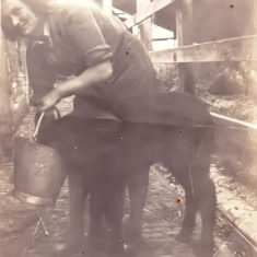Peggy feeding a calf in Len Palmer's dairy. From the collection of Jill Bagnall.