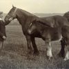 "Lady" and her foal, Pasture Farm, Plungar