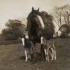 Queenie with twin foals, at Plungar