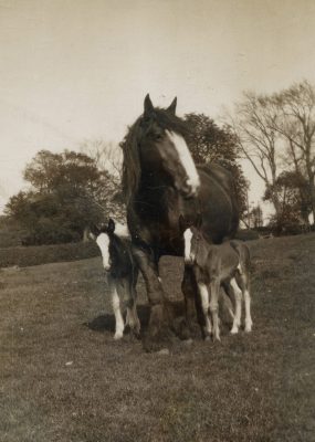 BOT189_019_02 DKI_1 24 Queenie with twin foals, at Plungar