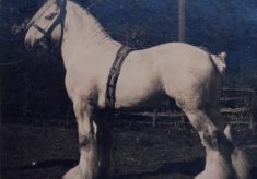 "Ponton Farmer's Glory" at Poplar Farm, Plungar