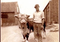 Albert Skelhorn with bull, at Poplar Farm, Plungar