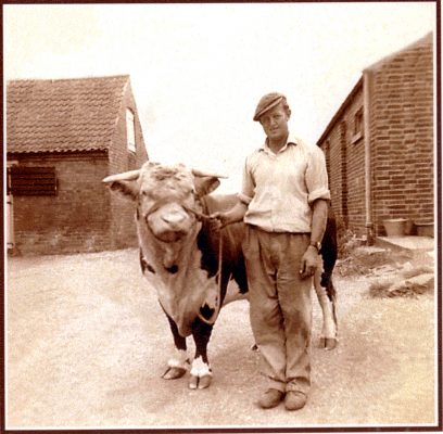 Albert Skelhorn with bull, at Poplar Farm, Plungar