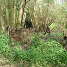 A rake becoming engulfed in the undergrowth. BOT196/105 | Neil Fortey