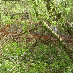 This is one of two cars completely surrounded by treas and undergrowth. How did they get there? I think it's a Renault, but am not at all certain. BOT196/108 | Neil Fortey