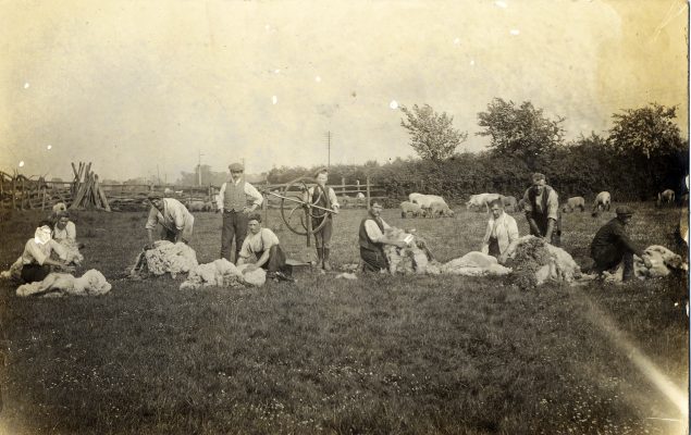 A photograph of hand shearing, probably before the First World War. The location is not recorded. | From Janet Dammes' family archive.