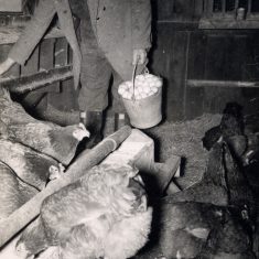 BOT177_050 Marston album2 11 Frank Marston with his hens, 1956. | Janet Dammes