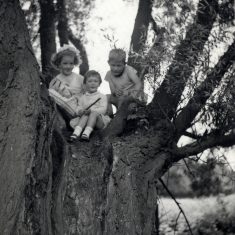 BOT177_055 Marston album2 16 Janet Marston, Linda Taylor, Geoff Marston, photo taken in 1957, three cousins up the old willow trees in the Station Field, Bottesford.' | Janet Dammes